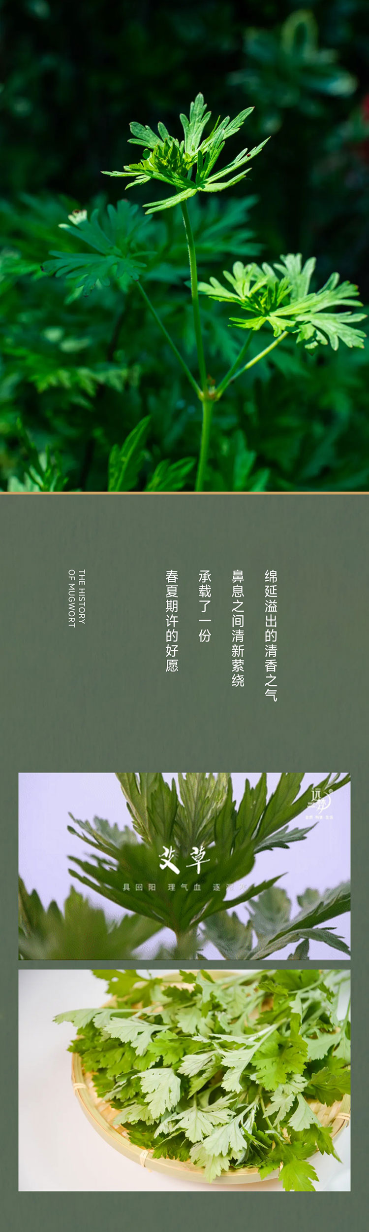 端午艾、艾草这么用有新发现